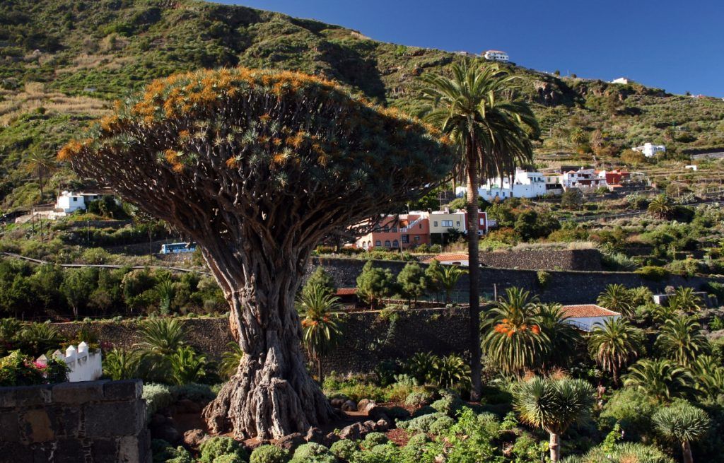 Vista de Icod de los Vinos en Tenerife Norte
