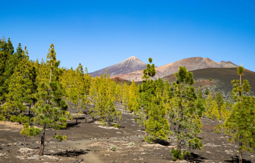 Parque nacional del Teide: ruta en coche por uno de los paisajes más espectaculares de Tenerife