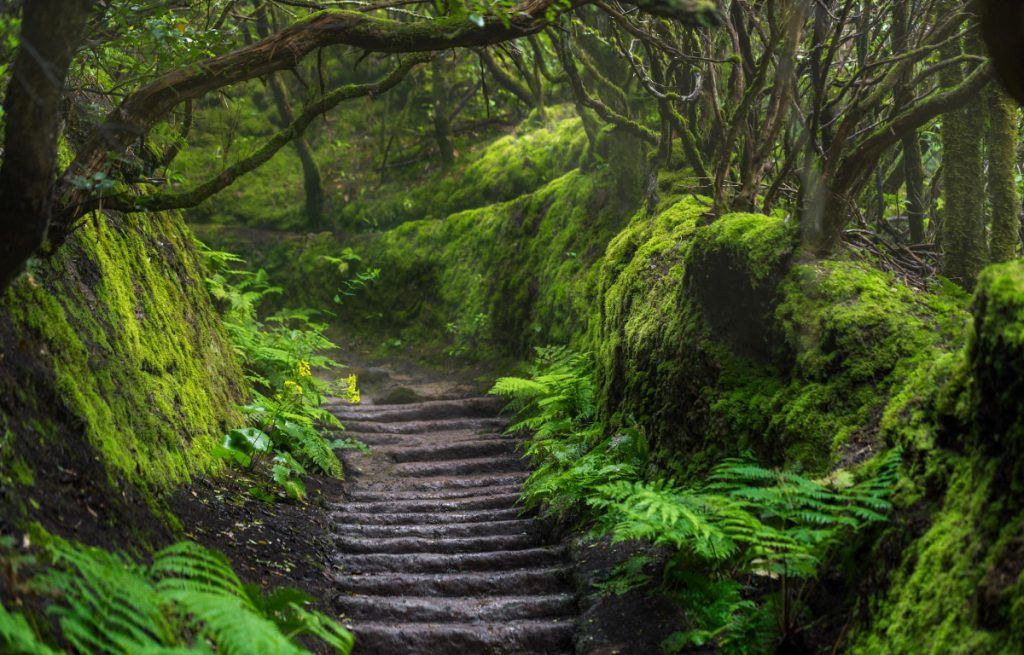 Senderismo en el Bosque Anaga en Tenerife: guía práctica y qué ver 2 Senderismo en Bosque Anaga en Tenerife