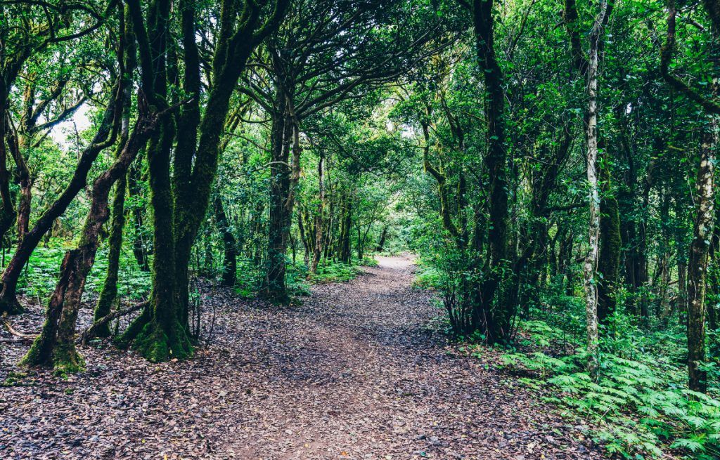 Senderismo en el Bosque Anaga en Tenerife: guía práctica y qué ver 1 Senderismo en Bosque Anaga en Tenerife