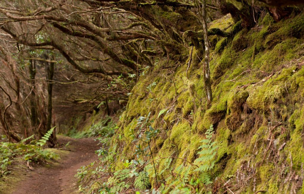Senderismo en el Bosque Anaga en Tenerife: guía práctica y qué ver 4 Dimensiones personalizadas 1200x768 px 2026 06 18T090317.023
