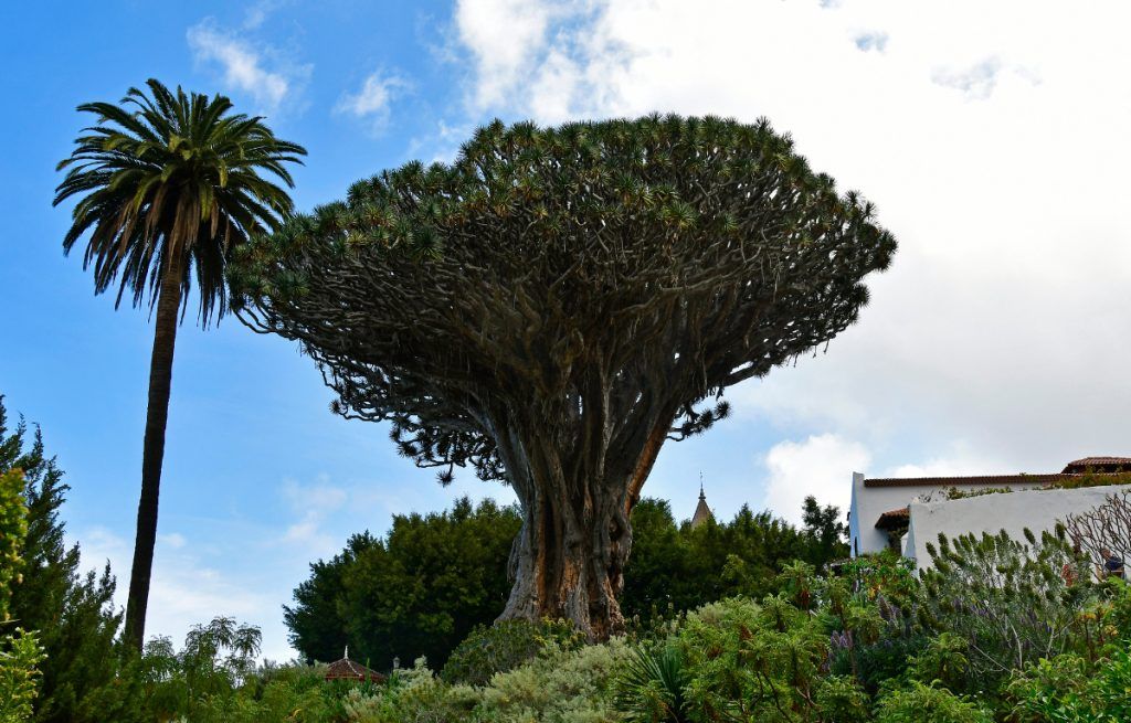 Qué ver en Icod de los Vinos: guía breve para recorrer sus calles y secretos 3 que ver en Tenerife, Drago Milenario de Icod de los Vinos