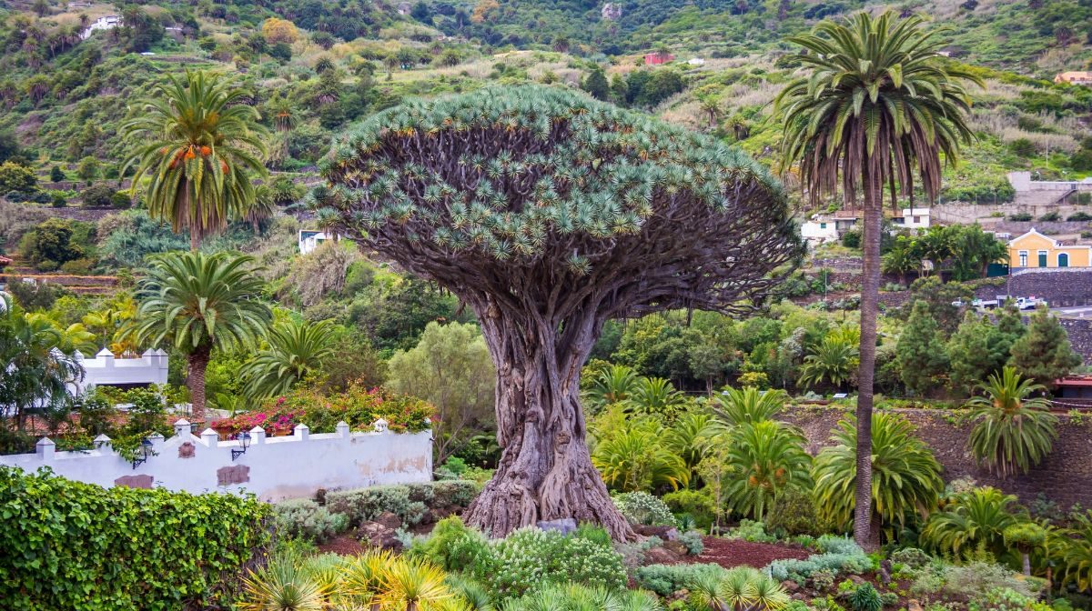 Vista del Drago Milenario de Icod de los Vinos en Tenerife