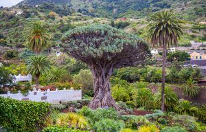 Vista del Drago Milenario de Icod de los Vinos en Tenerife